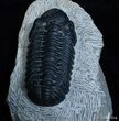 / Inch Prone Phacops Speculator Trilobite #2264-3